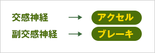 自律神経の表