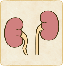 腎下垂のイラスト