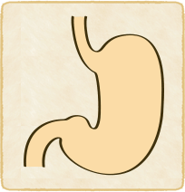 鉤状胃（こうじょう胃）のイラスト