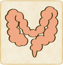 落下腸(腸下垂)のイラスト