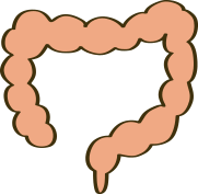 大腸のイラスト
