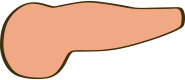 膵臓のイラスト