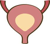 膀胱のイラスト