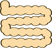 小腸のイラスト