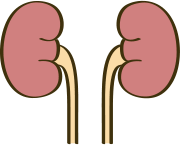 腎臓のイラスト