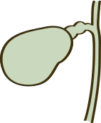 胆のうのイラスト